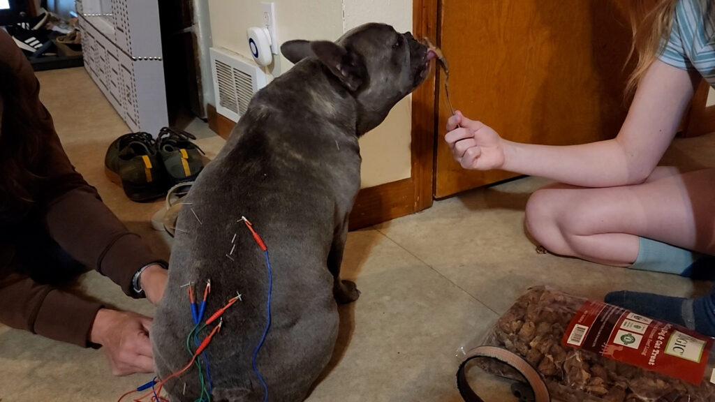 Canine Acupuncture