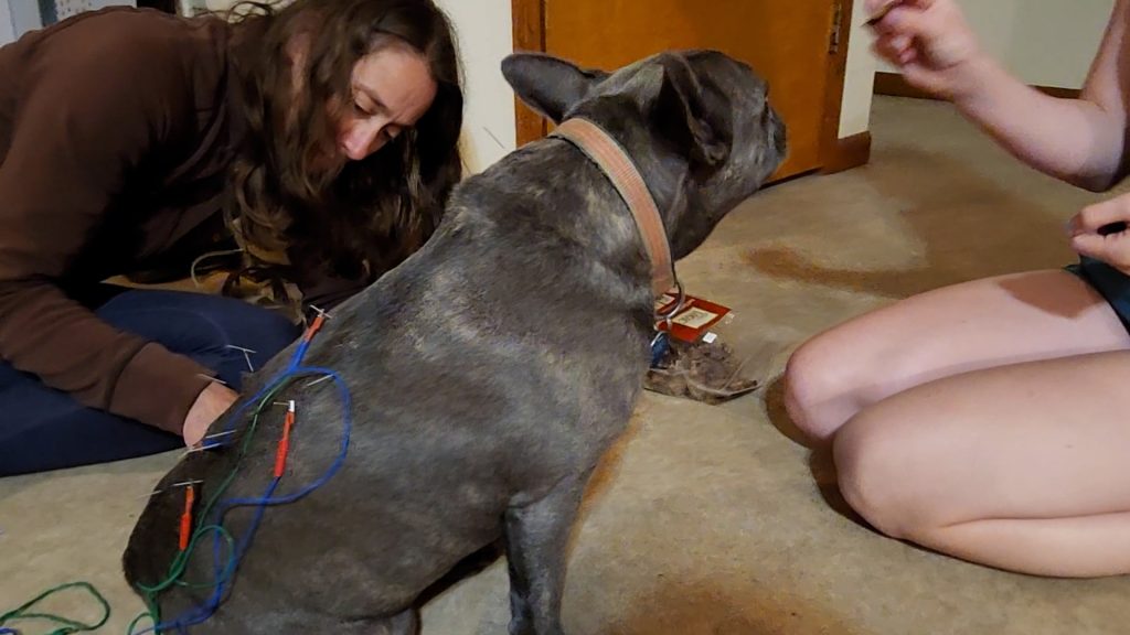 dog receiving acupuncture