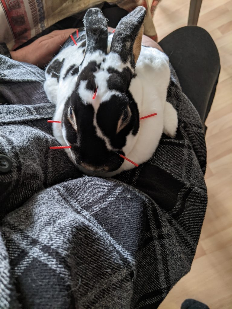 animal acupuncture on rabbit